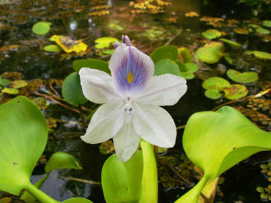 Flor Escultura en Fuente 